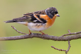 Brambling (Fringilla montifringilla)
