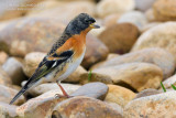 Brambling (Fringilla montifringilla)