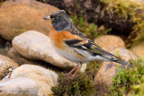 Brambling (Fringilla montifringilla)