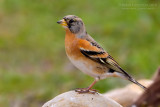 Brambling (Fringilla montifringilla)