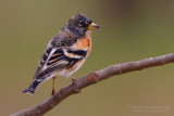 Brambling (Fringilla montifringilla)
