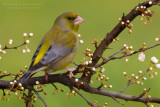 Greenfinch (Carduelis chloris)