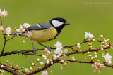Great Tit (Parus major)