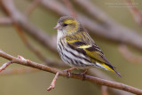 Siskin (Carduelis spinus)