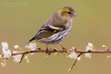 Siskin (Carduelis spinus)