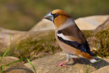 Hawfinch (Coccothraustes coccothraustes)