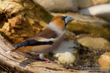 Hawfinch (Coccothraustes coccothraustes)