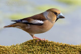 Hawfinch (Coccothraustes coccothraustes)
