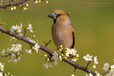 Hawfinch (Coccothraustes coccothraustes)