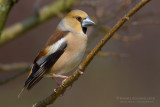 Hawfinch (Coccothraustes coccothraustes)