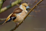 Hawfinch (Coccothraustes coccothraustes)