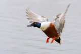 Northern Shoveler (Anas clypeata)