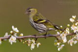 Siskin (Carduelis spinus)