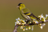 Siskin (Carduelis spinus)