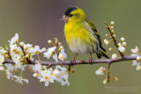 Siskin (Carduelis spinus)