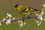 Siskin (Carduelis spinus)