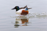 Northern Shoveler (Anas clypeata)