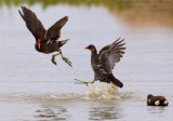 Common Moorhen (Gallinula chloropus)