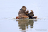 Gadwall (Anas strepera)