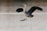 Grey Heron (Ardea cinerea)