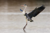 Grey Heron (Ardea cinerea)