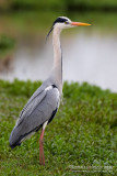 Grey Heron (Ardea cinerea)