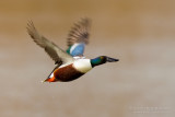 Northern Shoveler (Anas clypeata)