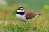 Little Ringed Plover (Charadrius dubius)