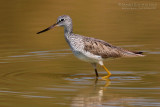 Greenshank (Tringa nebularia)