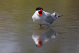 Caspian Tern (Sterna caspia)