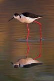 Black-winged Stilt (Himantopus himantopus)