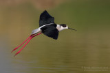 Black-winged Stilt (Himantopus himantopus)