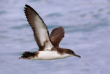 Yelkouan Shearwater (Puffinus yelkouan)