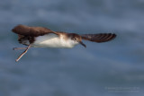Yelkouan Shearwater (Puffinus yelkouan)