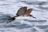 Yelkouan Shearwater (Puffinus yelkouan)
