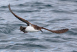 Yelkouan Shearwater (Puffinus yelkouan)