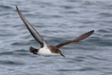 Yelkouan Shearwater (Puffinus yelkouan)