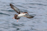 Yelkouan Shearwater (Puffinus yelkouan)