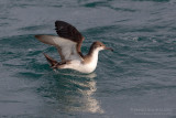 Yelkouan Shearwater (Puffinus yelkouan)