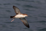 Yelkouan Shearwater (Puffinus yelkouan)