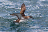 Yelkouan Shearwater (Puffinus yelkouan)