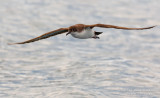 Yelkouan Shearwater (Puffinus yelkouan)