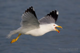 Yellow-legged Gull (Larus michahellis)