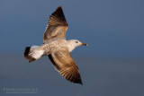 Yellow-legged Gull (Larus michahellis)