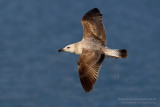 Yellow-legged Gull (Larus michahellis)