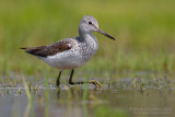 Greenshank (Tringa nebularia)