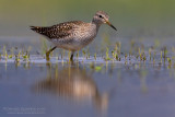 Wood Sandpiper (Tringa glareola)