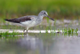 Greenshank (Tringa nebularia)