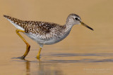 Wood Sandpiper (Tringa glareola)