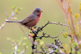 Dartford Warbler (Sylvia undata)